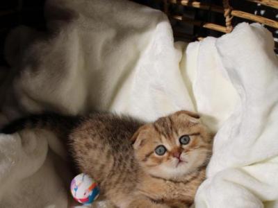 Purebred Scottish Fold Boy - Scottish Fold - Gallery Photo #1