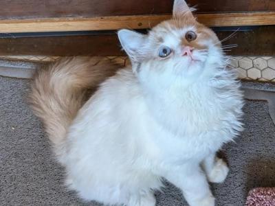 TICA Lynx Bicolor Ragdoll Kitten Male - Ragdoll - Gallery Photo #1