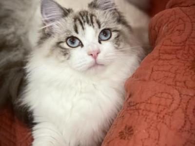 Adorable Seal Lynx Bicolor Girl - Ragdoll - Gallery Photo #1