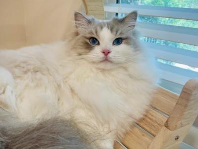 Blue Lynx Bicolor Girl - Ragdoll - Gallery Photo #1