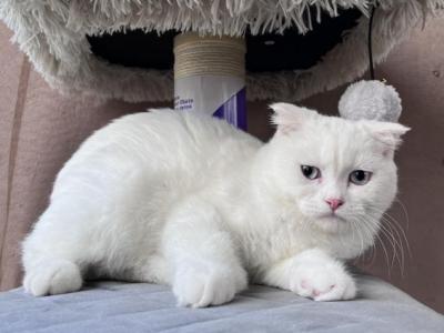 Scottish Males - Scottish Fold - Gallery Photo #1