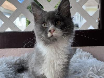 Blue And White Female - Maine Coon - Gallery Photo #1