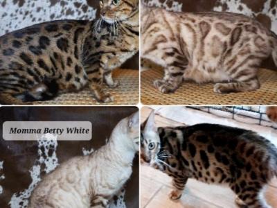 Nationwide Delivery Aphrodite Litter - Bengal - Gallery Photo #1