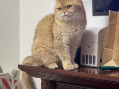 Daisy - British Shorthair - Gallery Photo #1