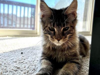 Darlin - Maine Coon - Gallery Photo #1