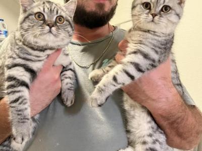 Chunky Kittenss - Scottish Fold - Gallery Photo #1