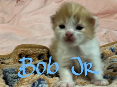 Maine Coon Kittens - Maine Coon - Gallery Photo #1