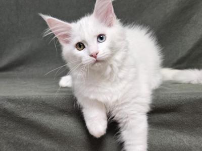 White Fluffies - Maine Coon - Gallery Photo #1