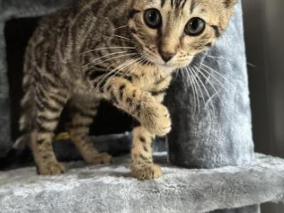 Kiki - Bengal - Gallery Photo #1