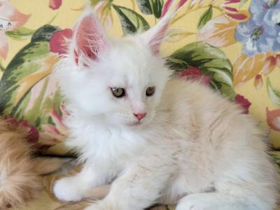 Two Male  Maine Coon Kittnes - Maine Coon - Gallery Photo #1