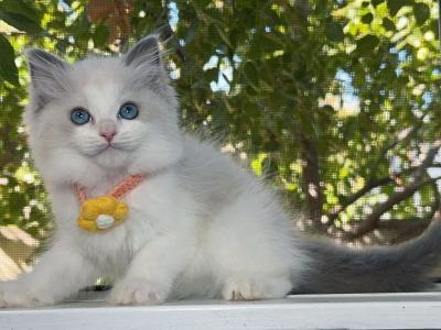 R025 - Ragdoll - Gallery Photo #1