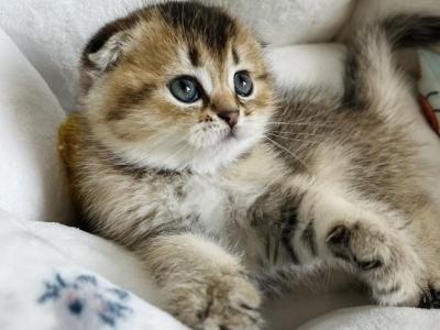 Tootsie Kitten 5 - Scottish Fold - Gallery Photo #1