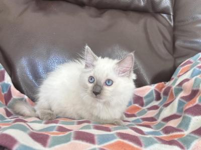 Female Ragdoll Kitten - Ragdoll - Gallery Photo #1