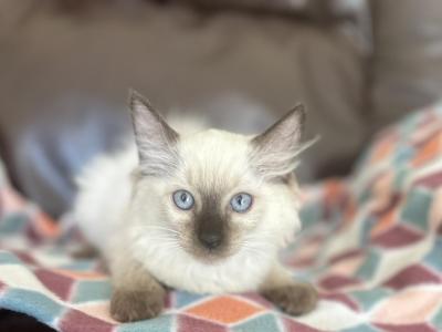 Sweet Ragdoll Female Kitten - Ragdoll - Gallery Photo #1