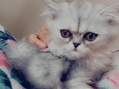 4 Month Old Persian Girl - Persian - Gallery Photo #1