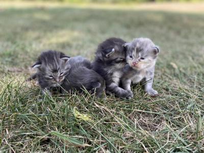 Stellas Litter - Maine Coon - Gallery Photo #1