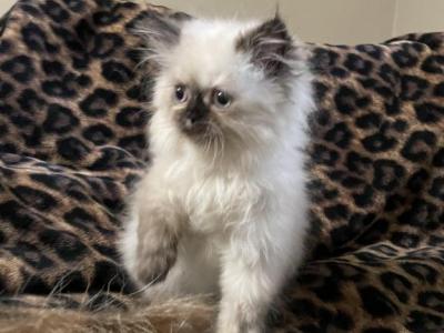 Beautiful Himalayan Kittens - Himalayan - Gallery Photo #1