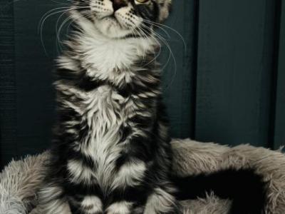 Charli - Maine Coon - Gallery Photo #1