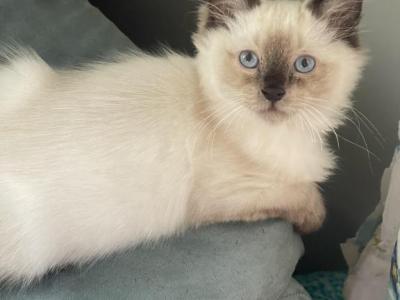 Seal Point Male - Ragdoll - Gallery Photo #1