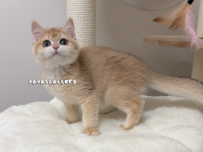 Baby - British Shorthair - Gallery Photo #1