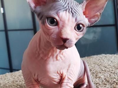 Fall - Sphynx - Gallery Photo #1