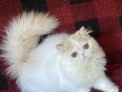 Doll Faced Babies - Persian - Gallery Photo #1