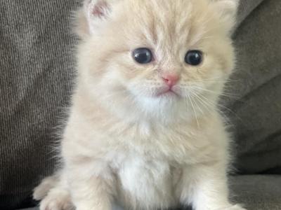 LuxuryKittyLove - British Shorthair - Gallery Photo #1