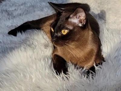 Xana - European Burmese - Gallery Photo #1