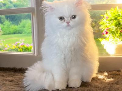 Pascal - Persian - Gallery Photo #1