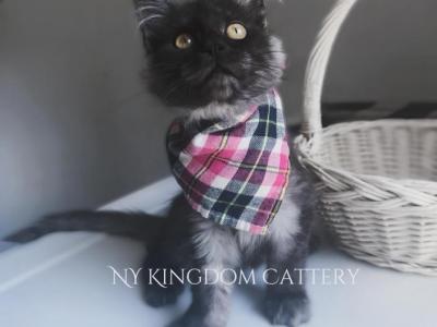 Black Smoke Female - Maine Coon - Gallery Photo #1