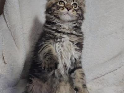 Male Maine Coon Ready Now - Maine Coon - Gallery Photo #1