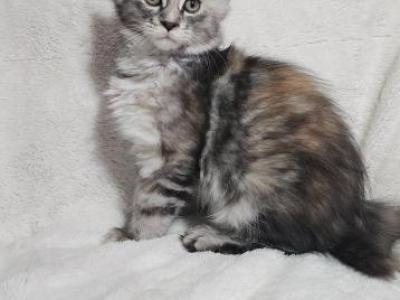 Poly Female Torbie - Maine Coon - Gallery Photo #1