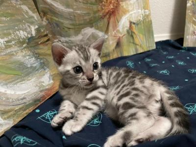 So Cal Exotic Bengals - Bengal - Gallery Photo #1