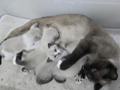 Meowtimecattery - Siamese - Gallery Photo #1