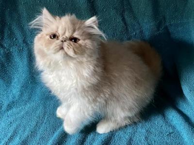 Ginger Ginger - Persian - Gallery Photo #1