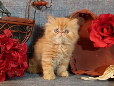 Red Tabby Persian Female Extreme - Persian - Gallery Photo #1