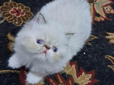 Chocolate Lynx Point & White Female Kitten - Himalayan - Gallery Photo #1