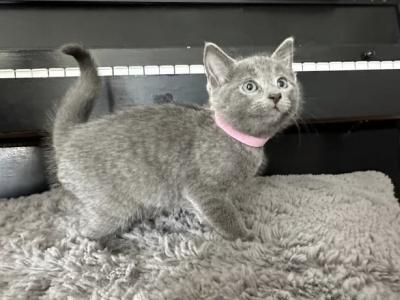 Russian Blue Litter 3 - Russian Blue - Gallery Photo #1