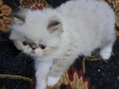 Chocolate Lynx Point & White Persian Kitten - Persian - Gallery Photo #1