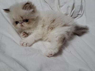 Chocolate Lynx Point & White Kitten - Persian - Gallery Photo #1