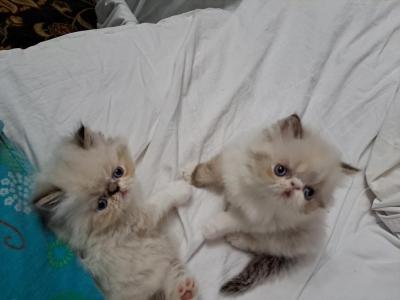 Chocolate Lynx Point & White Kittens - Persian - Gallery Photo #1