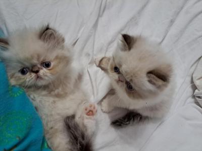 Chocolate Lynx Point And White Kittens - Himalayan - Gallery Photo #1