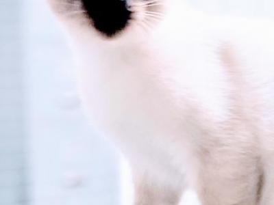 Seal Point - Siamese - Gallery Photo #1