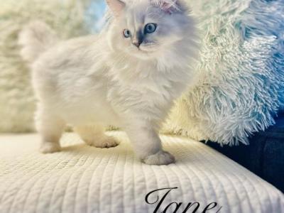 Jane - Persian - Gallery Photo #1