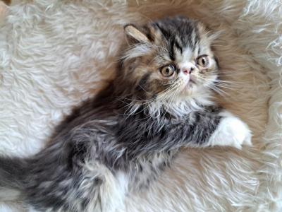 Brown Tabby & White Female Persian Kitten - Persian - Gallery Photo #1