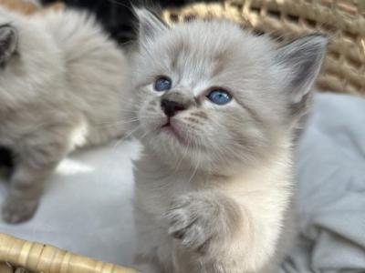 Gorgeous Fluffy Male Kittens - Ragdoll - Gallery Photo #1