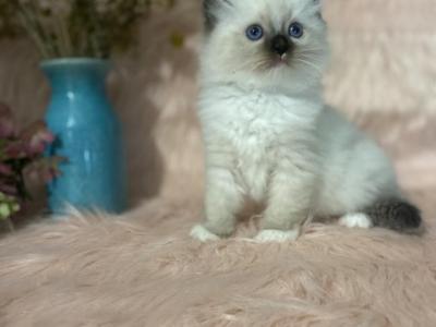 Ullah - Ragdoll - Gallery Photo #1