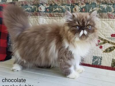 CFA Chocolate White Smoke Bicolor Persian - Persian - Gallery Photo #1