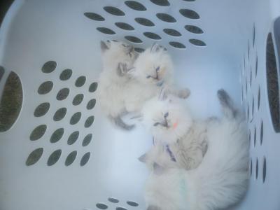 Purebred Siberian Kittens - Siberian - Gallery Photo #1