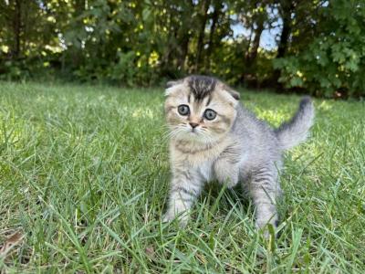 Lina - Scottish Fold - Gallery Photo #1